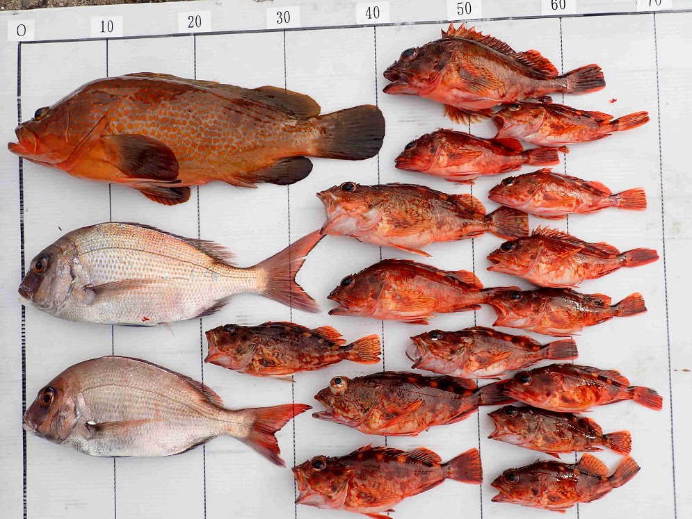 2026.4.12 ｼｰﾊﾝﾀｰさん