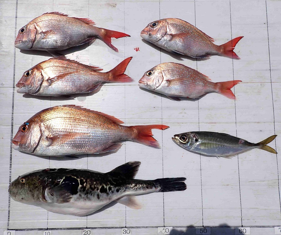 2026.4.12 ちびﾗﾒｰﾙさん