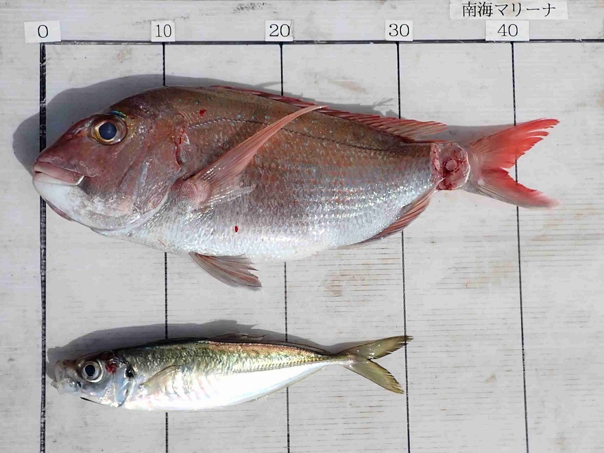 2026.4.12 TULIP号さん