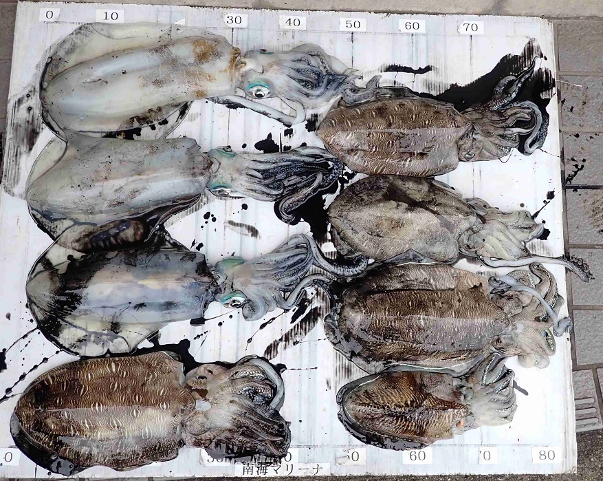 2026.4.15 ｽﾇｰﾋﾟｰさん