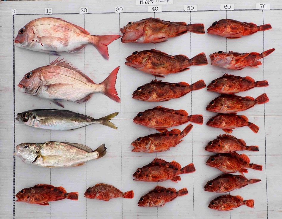 2026.4.26 ｼｰﾊﾝﾀｰさん